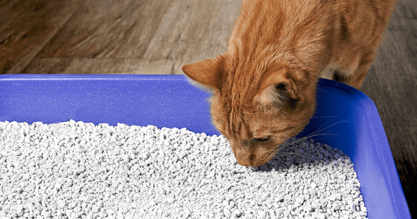 Orange cat sniffing at litter in box