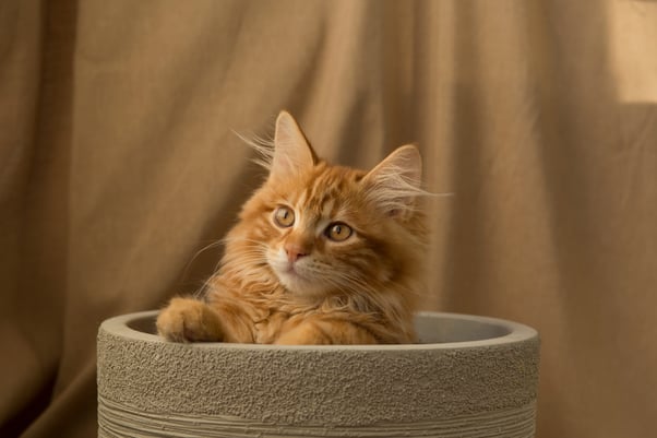 Ginger cat sitting in a pot against a brown backdrop.