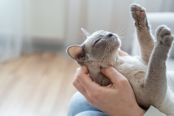 Grey kitten on their back in their human’s lap.