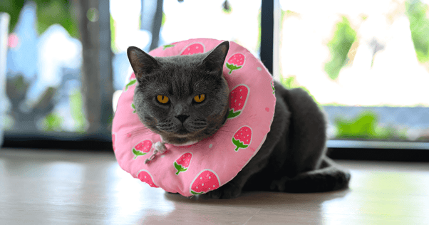Grey cat with pink pillow around its neck