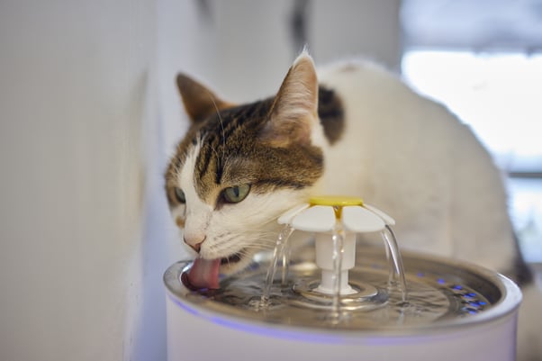 Cat drinking from water fountain 