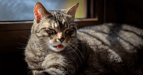 Tabby cat laying in sunny window with tongue out