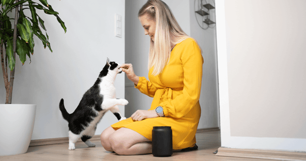 Black and white cat stepping on woman's lap while she feeds it a treat