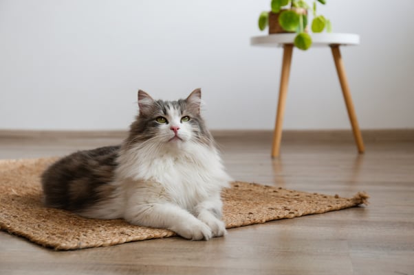 Brown and white Siberian forest cat sat on a mat in their home.