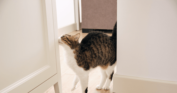 Cat rubbing cheek against furniture