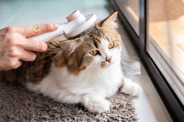 Cat being brushed by a human.