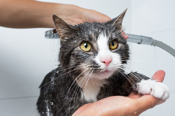 Person cleaning their cat under the shower.