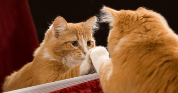 Orange cat with paw pressed against mirror