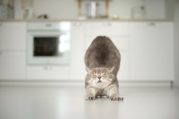 Cat stretching their back with their paws pushed out in front of them. 