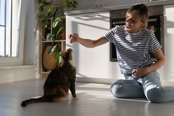 Human giving cat treat in kitchen