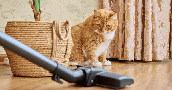  Ginger cat watching a vacuum cleaner
