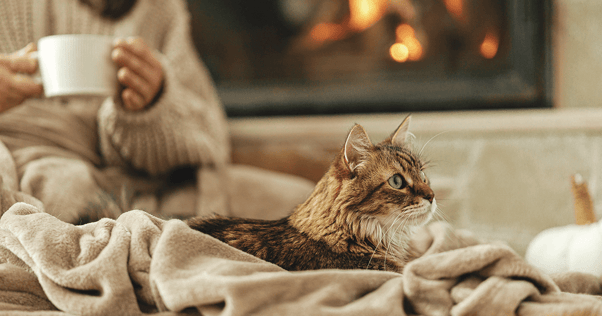 Cozy cat lying on a blanket.