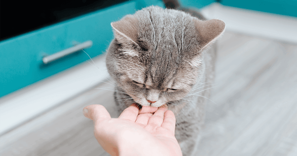 Cute fluffy gray cat licking empty hand with tongue in kitchen