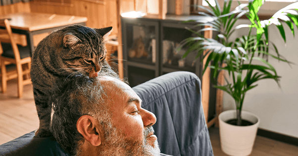 Tabby cat sitting on top of couch licking man's head
