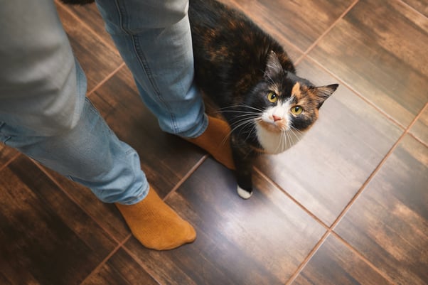 Cat standing by human’s feet.