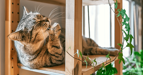 Tabby cat laying on wooden shelf licking paw