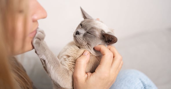 Burmese cat placing paw on owners chin while being stroked.
