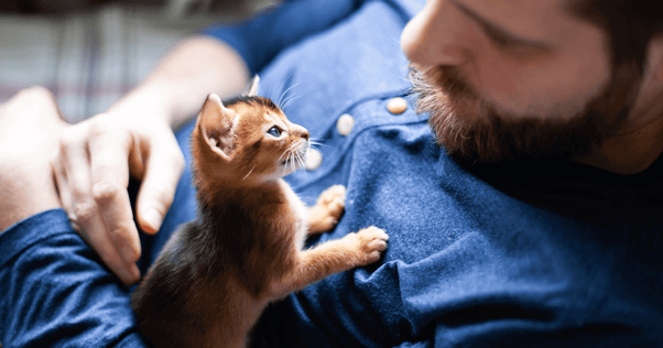 Kitten laying on man's chest
