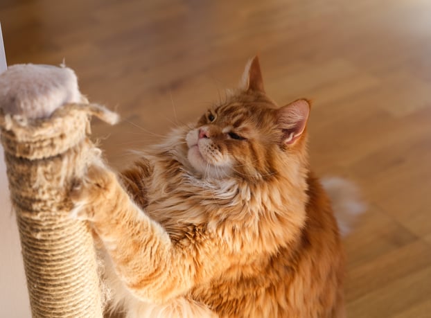 Ginger cat scratching against a scratching post.