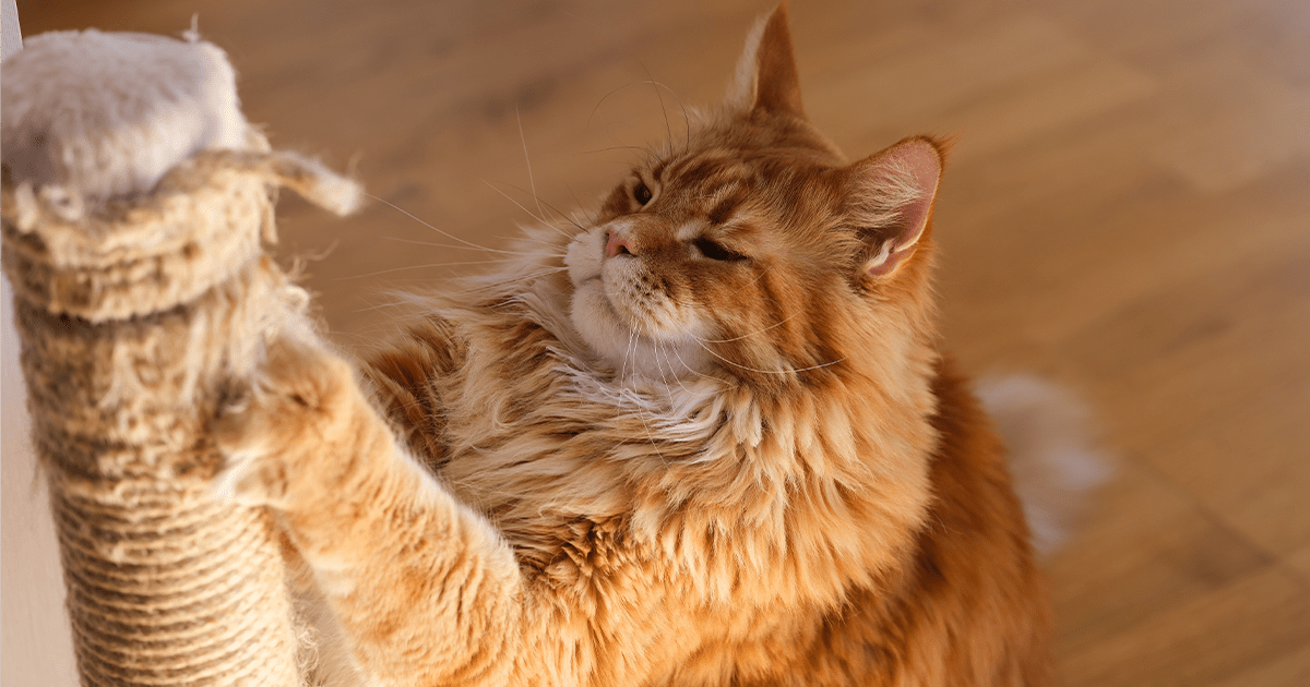 Hosszúszőrű macska karmolj a kaparófáját