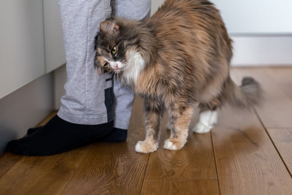 Brown and white cat rubbing on human’s leg. 