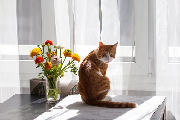 Ginger cat sitting on a table beside a vase of flowers.