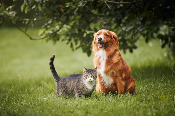 Cat and dog together outdoors.