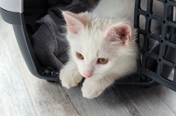  White kitten peering out of a car carrier.