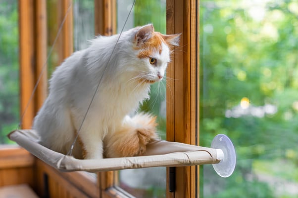 White and ginger cat looking out the window while sitting on a cat hammock.