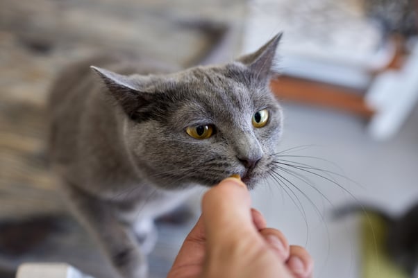 Grey kitten cautiously taking a treat from an outstretched hand.