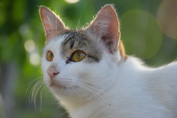 Cat with large forward-facing ears outdoors.