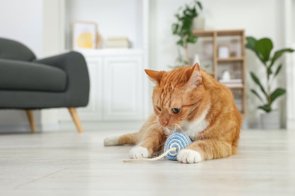 Ginger cat playing with a string toy.