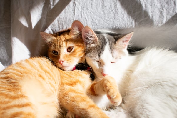 Pair of cats lazing in the sun together.