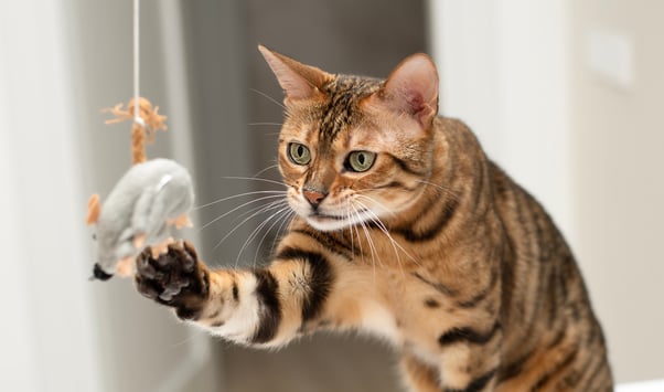 A tentative Bengal cat playing with a fishing rod toy.