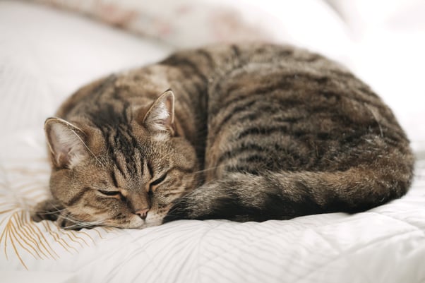 Tabby cat sleeping on a bed. 