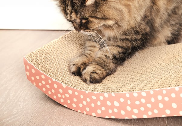 Older cat scratching against a cardboard scratcher on the floor.