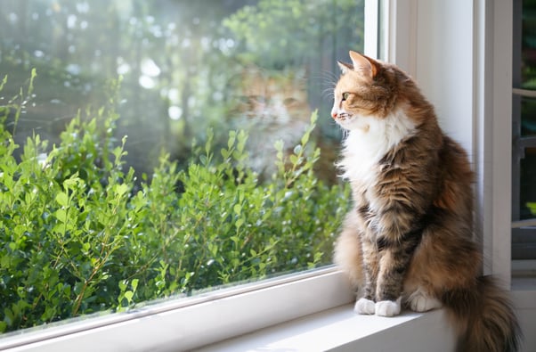 Relaxed cat sitting on a windowsill.