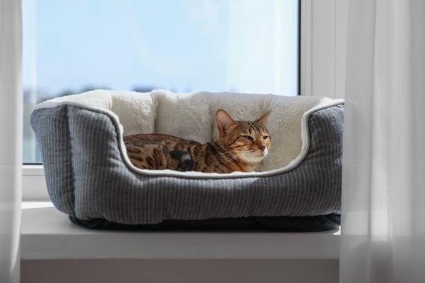 Cat laying in cat bed on windowsill.