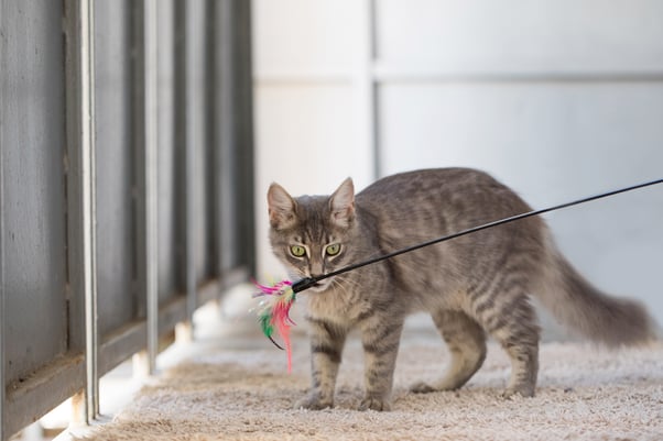 Grey tabby cat playing with a feather toy.