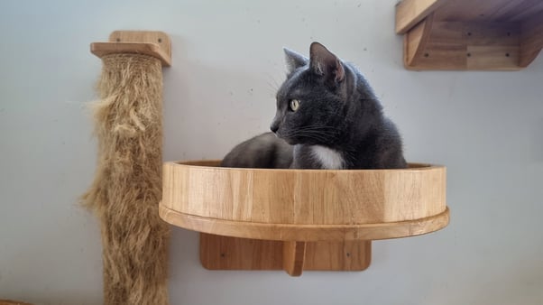 Dark grey cat perched on a cat climbing platform.