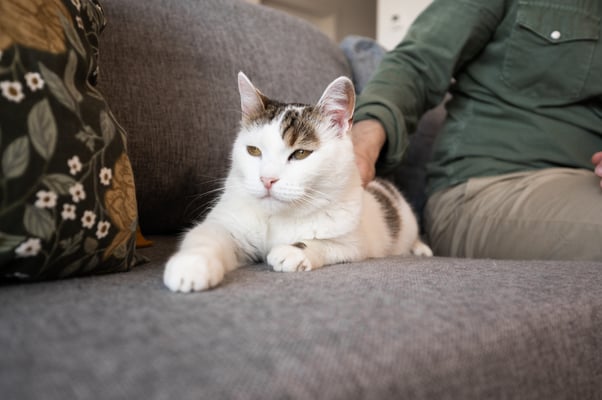 Cat on a sofa facing away from their human.