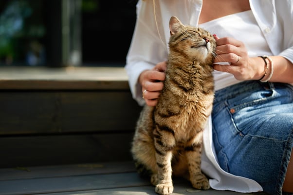 Striped tabby cat sitting in the sun next to a woman on a bench.