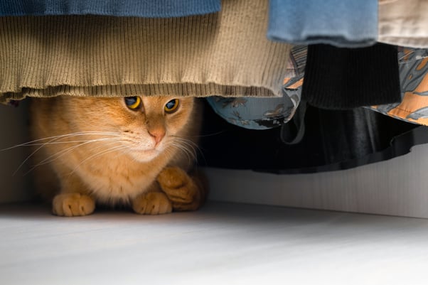 Ginger cat hiding at the back of a wardrobe.