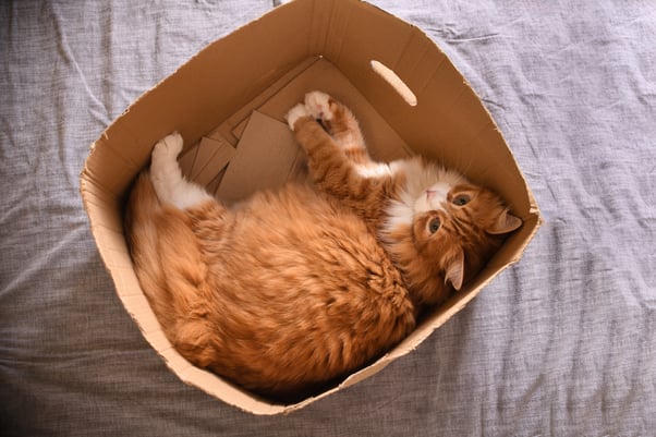 Ginger cat hiding in a cardboard box.