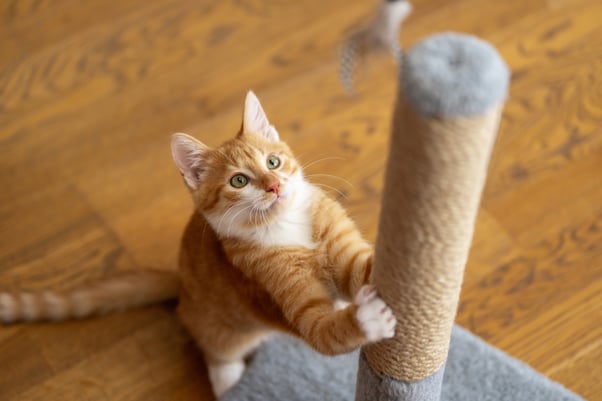 Ginger kitten using scratching post.