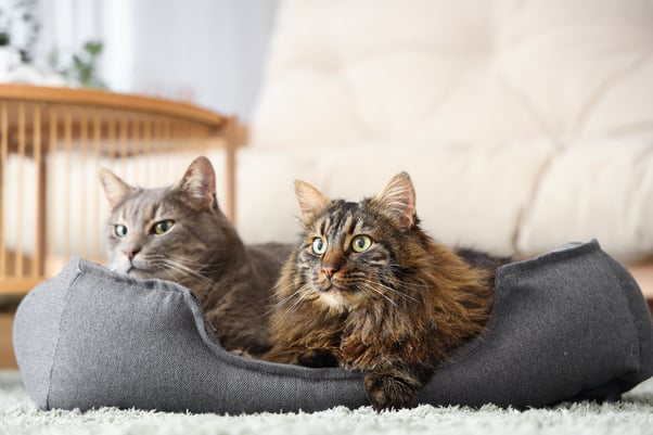 Bonded cats together in cat bed. 