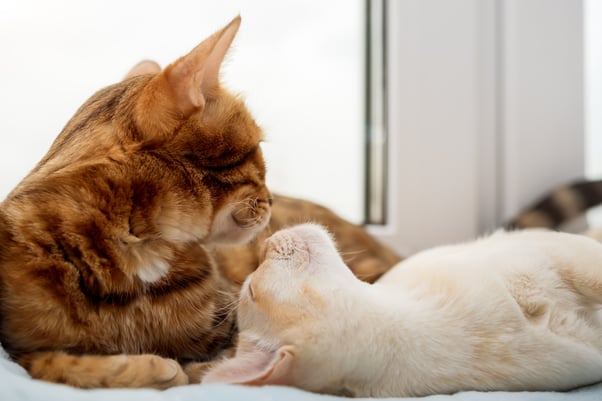Pair of cats lying together.