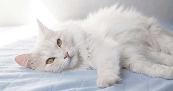 White cat laying on light blue blanket