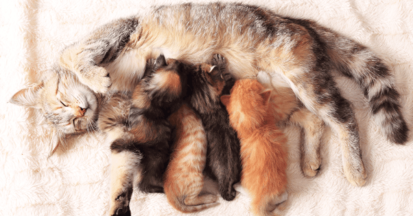 Mother cat laying stretched out with four multi-coloured kittens feeding