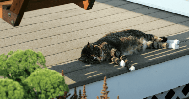 Cat sleeping in shady spot on deck outside